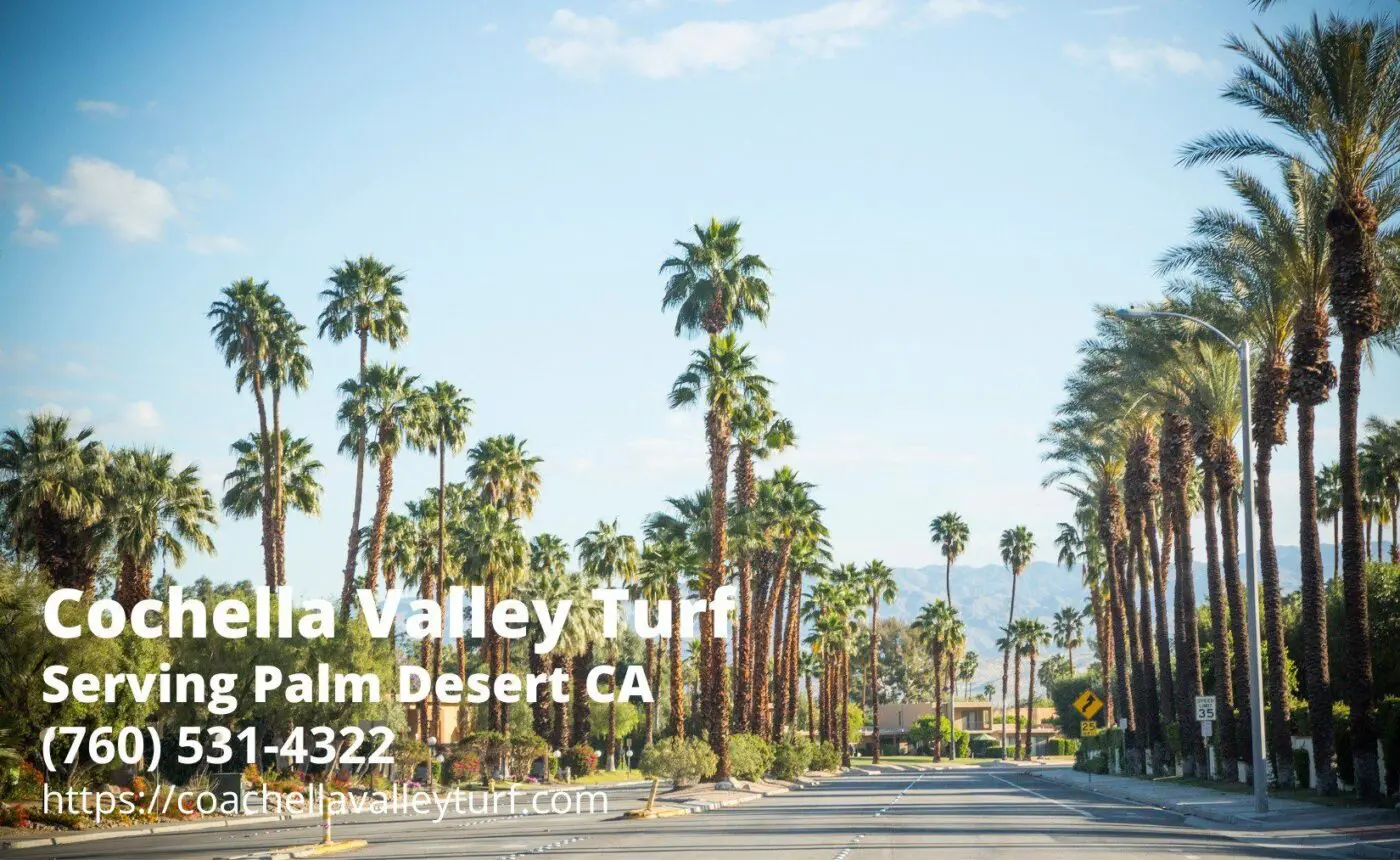the California native palms with the contact details of Coachella Valley Turf