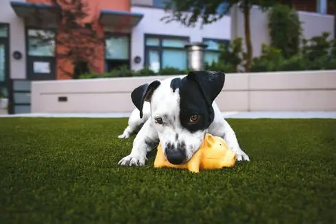 A black and white dog is lying on green pet-friendly artificial turf, chewing on a yellow toy. The background includes modern buildings and trees, reminiscent of Palm Springs, CA. The dog has one black eye patch and appears playful and focused on its toy.